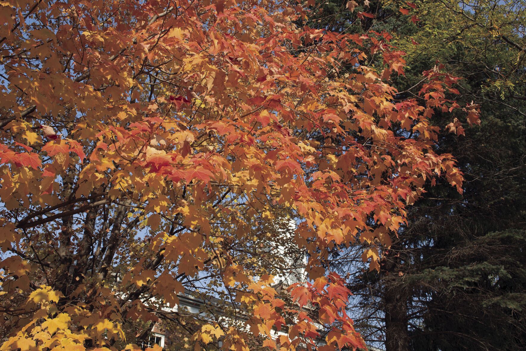 Fall colors 2